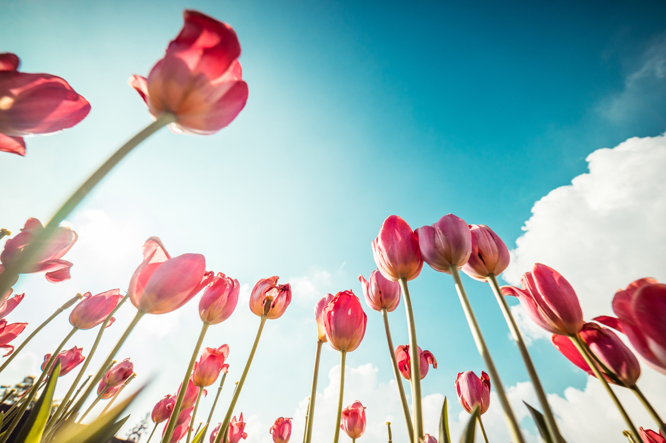 Tulipes